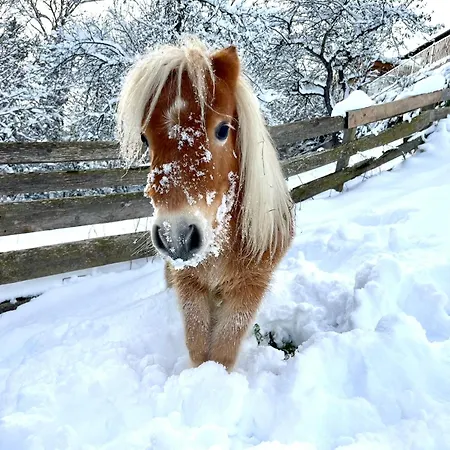 Alpenzeit * Arzl im Pitztal